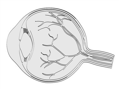 Uveit noinsoniy primatlar kasalligi modeli